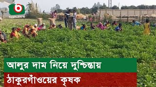 আলুর দাম নিয়ে দুশ্চিন্তায় ঠাকুরগাঁওয়ের কৃষক