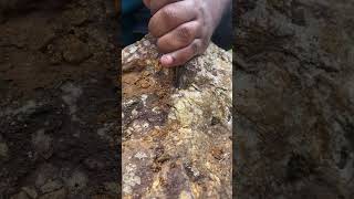 Cracking a Rock for Amethyst Crystal #rockhounding #gems #gold