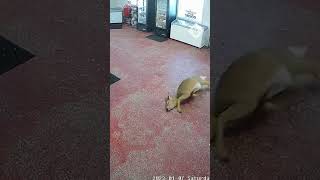 Young deer smashes through glass window of butcher's shop