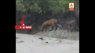 Again Tiger caught in the camera of Tourist