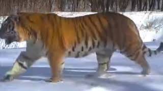 A very huge and impressive wild Siberian tigress from China