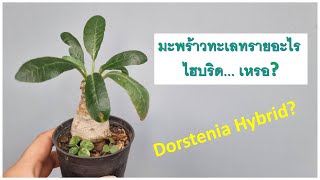 มะพร้าวทะเลทราย ใบแปลกดี ใครรู้พันธุ์อะไรวานบอกที dorstenia