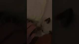 子猫にいないいないばぁをする動画