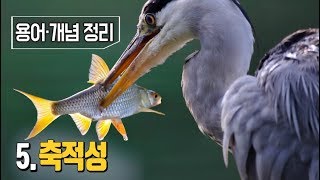 최낙언TV_용어·개념정리_5. 축적성