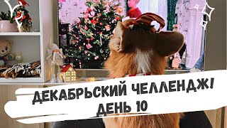 Декабрьский челлендж: день 10! Дрессировка Бентли. Уход за Мерси. Стих Роберта. Печеные сырники.