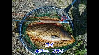 想い出の魚たち(疑似餌で釣った魚たち)淡水魚編