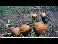 a sunbird pollinates a paintbrush lily