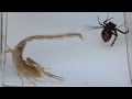 Black Widow Ties Up Scorpion  (Warning: May be disturbing to some viewers)