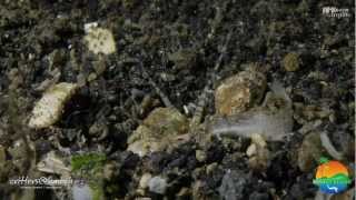 Bobbit Worm vs. Lionfish