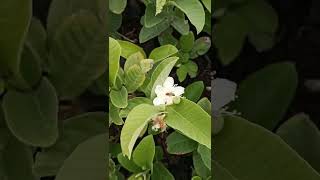 Taiwan pink Guava Cultivation தைவான் கொய்யா சாகுபடி' அதிக மகசூல் தரும் கொய்யா பழம்