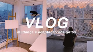 VLOGÃO DA MUDANÇA E ADAPTAÇÃO DOS GATOS