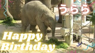 アジアゾウの赤ちゃん「うらら」1歳になりました【東山動植物園】