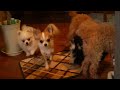 チワワの仔犬の足裏バリカン＆爪切り