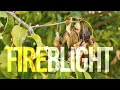 Fireblight