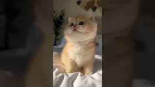 Awww So Cute Cat