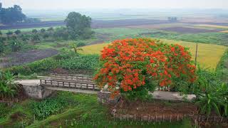 কৃষ্ণচূড়া ফুল, ঝরে গিয়েও রং হারায় না🌸