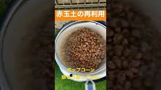 【メダカ】我が家の赤玉土の再利用方法