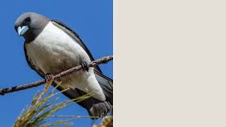 Did You Know? Incredible White-Breasted Woodswallow Facts