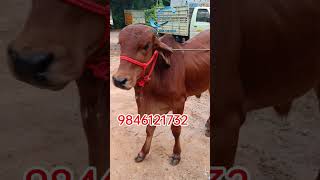 ഗിർ കാള വില്പനക്ക് gir bull for sale #viral #gir #bull #shorts #trending #market #sale