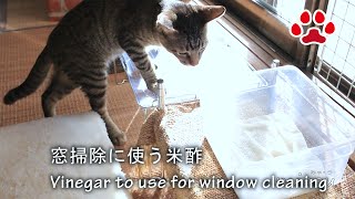 子猫れお 酢を嗅いだら大変な事になった。 【瀬戸のれお日記】A Kittens Smells Vinegar