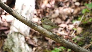 山中湖 大洞の泉のキビタキ（雌）の水浴び　その６２（4K60P動画）