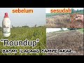 cara basmi rumput alang-alang agar busuk sampe ke akar-akarnya.#garden #ilalang #kebun