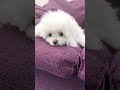 姉犬の服をひっぱるから着せてあげた🐶【トイプードル u0026チワマル】 マルチーズ チワワ 犬のいる暮らし