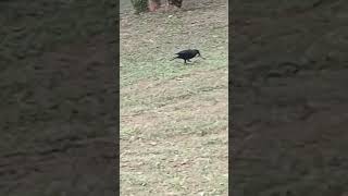 Blue Whistling thrush eating worm #bird #nature #animals