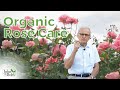 How To Care For Roses | Pruning, Pests, and Fertilizer (100% Organic!)