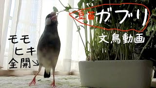 豆苗にかぶりつく桜文鳥ほーちゃん　お弁当付き？　文鳥動画