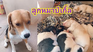 หมาพันธุ์บีเกิ้ลผสมพันธุ์กับหมาลาดลูกออกมาเป็นเป็นพันธุ์อะไร⁉️มาดูกัน