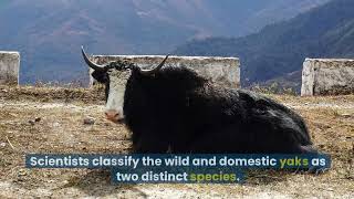 Facts about Yak