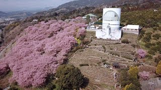 2019 松田山河津桜(4K) Cherry Blossoms Festival At Mt. Matsuda(UHD)