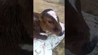 congenital bilateral Anopthalmia in calf