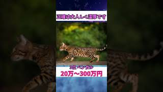 【世界一】世界でもっとも高価な猫ランキング