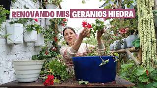 Trasplantando mis geranios hiedra, algo inesperado paso | Jardín Diaz