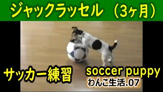 ジャックラッセル子犬　サッカー練習　【わんこ生活7 】（ Jack Russell ）2005年10月