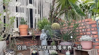 逛深圳花市，买点花草回家