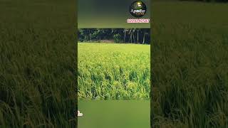 1.33 ஏக்கர் விவசாய நிலம் விற்பனைக்கு | Agriculture land for sale | ID:1108 | Tamil