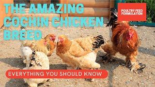 The Cochin Chickens Breed, Facts You Should Know (HD Quality)