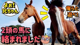 放牧場で撮影中、2頭の大きな馬が突然近づいてきて…遊んでほしそうにコチラを見てきました。【ツルマルボーイ様のシモべ】