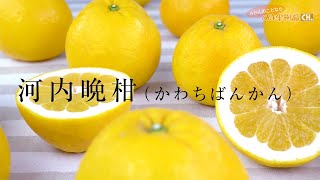 【河内晩柑（かわちばんかん）】美味しい30秒！愛媛のみかん専門店・みかんのことなら「のま果樹園」