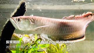 新ブラックアロワナを育てる⑥【最終回】 初心者による古代魚飼育