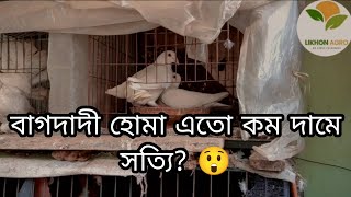 এতো কম দামে রানিং বাগদাদী হোমা? | সর্বনিম্ন দামে বাগদাদী হোমা কবুতর বিক্রি হবে | লিখন এগ্রো