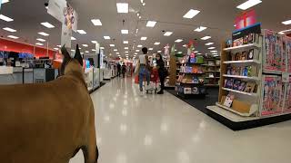 Cash 2.0 Great Dane shopping at Target