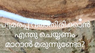 part(11)പട്ടമരപ്പ് റബ്ബർമരങ്ങളിൽ ഉണ്ടാകാതെയിരിക്കാൻ എന്തുചെയ്യണം