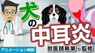 犬の中耳炎について【獣医師執筆監修】症状から治療方法