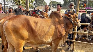 সিরাজগঞ্জের সবচেয়ে বড় চান্দাইকোনা গরুর হাট থেকে মাঝারি সাইজের দেশিও শাহীওয়াল ষাঁড় গরুর দাম জানুন