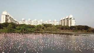 Nri complex - sea view with   beautiful flamingoes