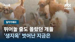 [밀착카메라] 뛰어놀 줄도 몰랐던 개들…'생지옥' 벗어난 지금은 / JTBC 뉴스룸